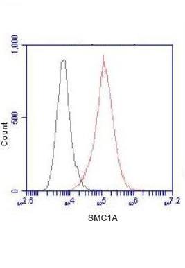 SMC1A(N-term) Monoclonal Antibody