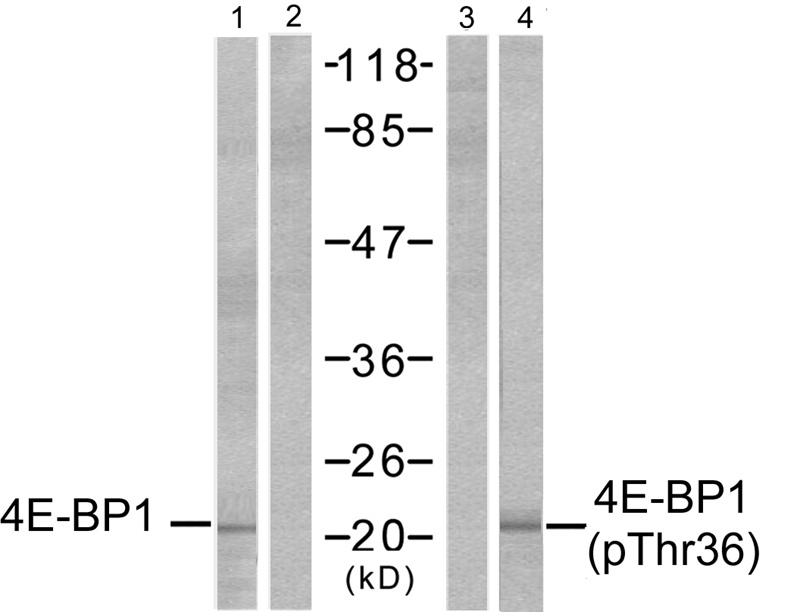 4E-BP1(Phospho-Thr37) Antibody