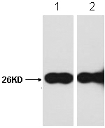 GFP-Tag Rabbit Polyclonal Antibody