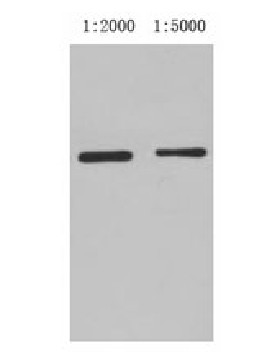 GST-Tag Mouse Monoclonal Antibody