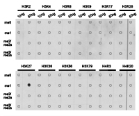 Histone H3K27me1 Polyclonal Antibody