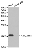 Histone H3K27me1 Polyclonal Antibody