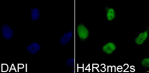 Histone H4R3me2s Polyclonal Antibody