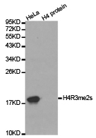 Histone H4R3me2s Polyclonal Antibody