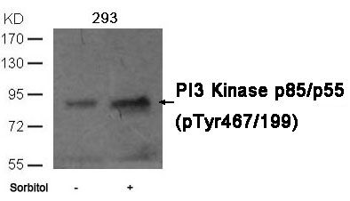 PI3 Kinase p85/p55 (phospho-Tyr467/199)Antibody