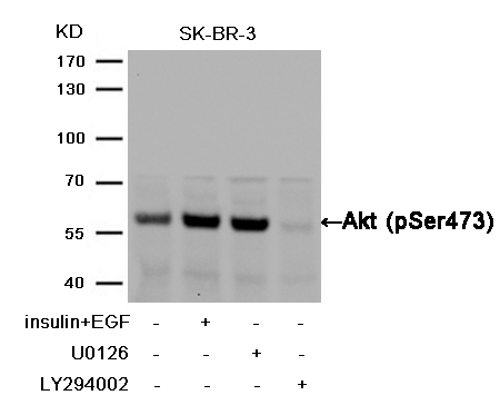 Akt(Phospho-Ser473) Antibody