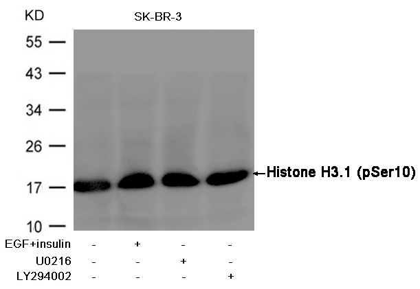 Histone H3.1(Phospho-Ser10) Antibody