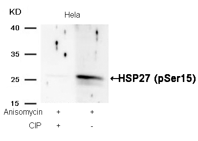 HSP27(Phospho-Ser15) Antibody