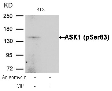 ASK1(Phospho-Ser83) Antibody