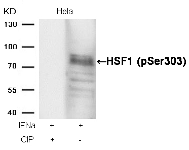 HSF1(phospho-Ser303) Antibody