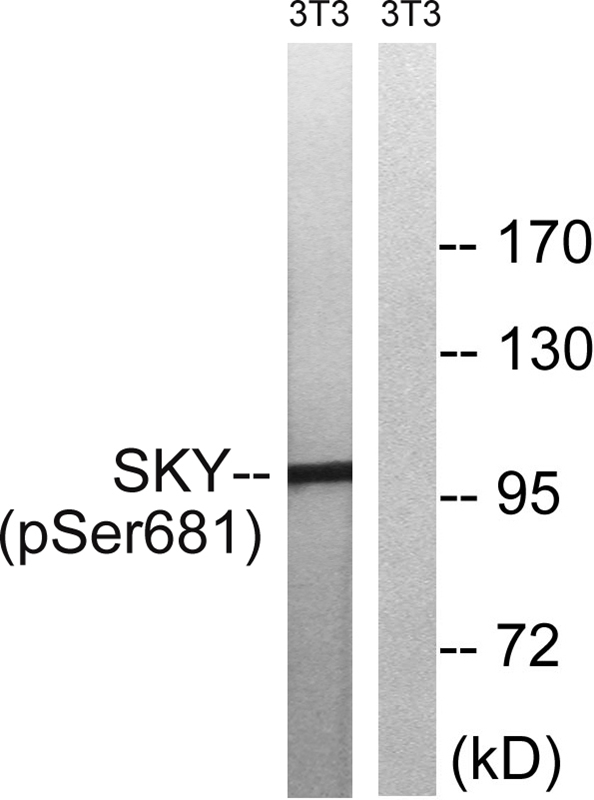 MER/SKY (Phospho-Tyr749/681) Antibody