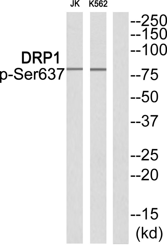 DRP1 (Phospho-Ser637) Antibody