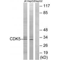 CDK5 (Ab-15) Antibody