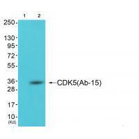 CDK5 (Ab-15) Antibody