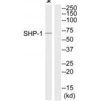 SHP-1 (Ab-564) Antibody