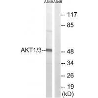 AKT1/3 (Ab-437/434) Antibody