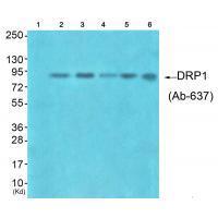 DRP1 (Ab-637) Antibody