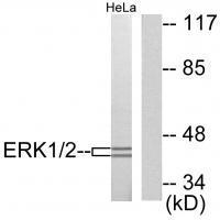 ERK1/2 Antibody