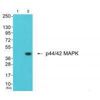 ERK1/2 Antibody