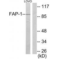 FAP-1 Antibody 