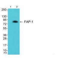 FAP-1 Antibody 
