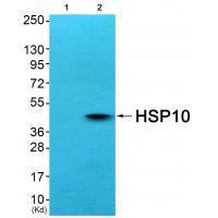 HSP10 Antibody