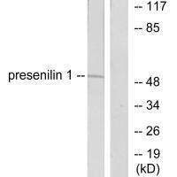Presenilin 1 Antibody
