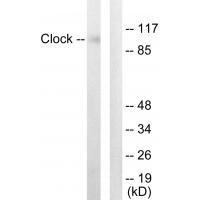 Clock Antibody