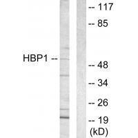 HBP1 Antibody