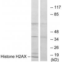 Histone H2AX Antibody