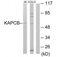 KAPCB Antibody