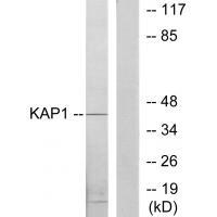 KAP1 Antibody