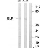 ELF1 Antibody