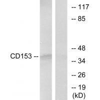 CD153 Antibody