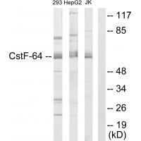 CSTF2 Antibody