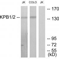KPB1/2 Antibody