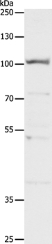 CLCA4 Antibody