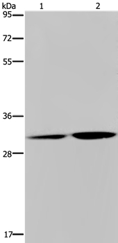 DNASE1L3 Antibody