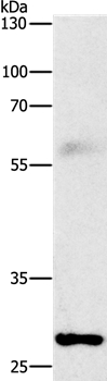 FGF2 Antibody