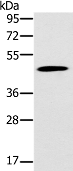 KCNJ15 Antibody