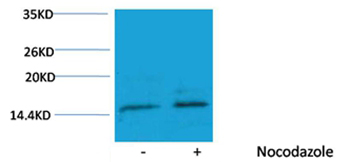 Histone H3(Phospho-Ser10) Rabbit Polyclonal Antibody