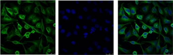 α-tubulin Mouse Monoclonal Antibody