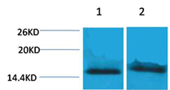 Histone H4(Tri-Methyl-Lys59) Rabbit Polyclonal Antibody