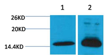 Histone H4(Di-Methyl-Lys79) Rabbit Polyclonal Antibody