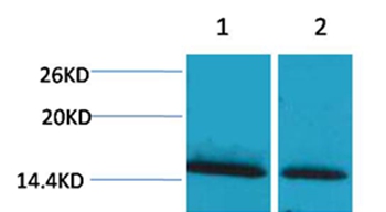 Histone H1(mono-Methyl-Lys25) Rabbit Polyclonal Antibody