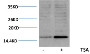 Histone H3(Acetyl-Lys18) Rabbit Polyclonal Antibody