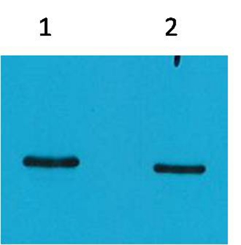 SRT-Tag Mouse Monoclonal Antibody(4H9)