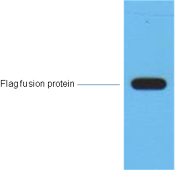 Flag-Tag Mouse Monoclonal Antibody