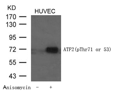 ATF2(Phospho-Thr71 or 53) Antibody