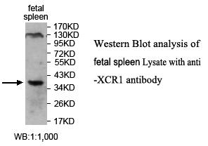 XCR1 Antibody